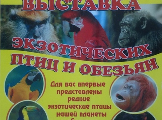 В Слободском краеведческом музее работает выставка экзотических птиц и обезьян
